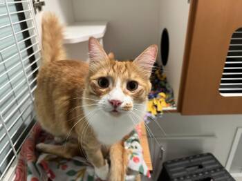 Domestic Medium Hair Cats Available for Adoption - Foxy And Squirrel | PetCurious