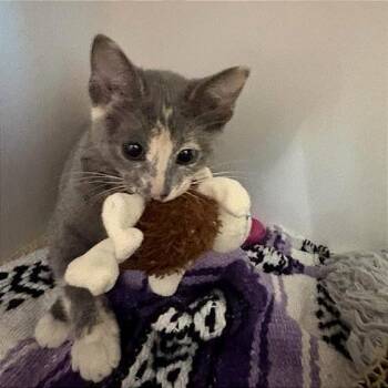 Pip -  Domestic Short Hair Cat for Adoption in Phoenix, Arizona - Pip | PetCurious