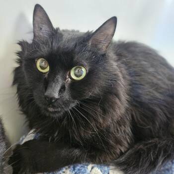 Jax -  Domestic Long Hair Cat for Adoption in Lakewood, Colorado - Jax | PetCurious