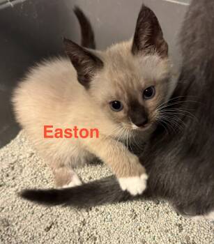 Siamese and Domestic Short Hair Cats Available for Adoption in Shrewsbury, Massachusetts - Easton | PetCurious