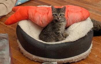 Domestic Short Hair and Tabby Cats Available for Adoption in Livonia, Michigan - C321 Litter Lilac | PetCurious