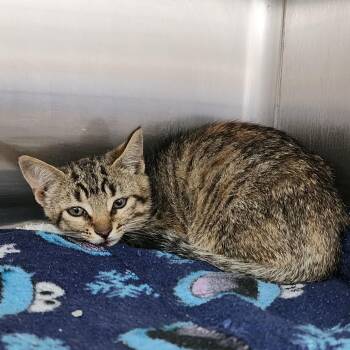 Miss Chiff -  Domestic Short Hair Cat for Adoption in Dixon, Illinois - Miss Chiff | PetCurious