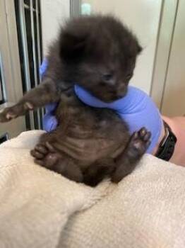 DAPHNE -  Domestic Short Hair Cat for Adoption in Sacramento, California - DAPHNE | PetCurious