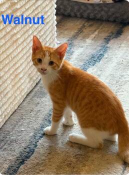Walnut -  Domestic Short Hair Cat for Adoption in Muskegon, Michigan - Walnut | PetCurious