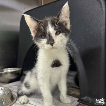 Zander -  Domestic Short Hair Cat for Adoption in Washington, District Of Columbia - Zander | PetCurious