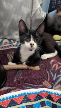 Pabu (Mako) -  Domestic Short Hair Cat for Adoption in Davis, California - Pabu (Mako) | PetCurious