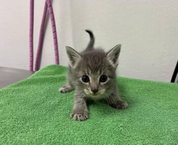 DORA -  Domestic Short Hair Cat Available for Adoption in Pensacola, Florida - DORA | PetCurious
