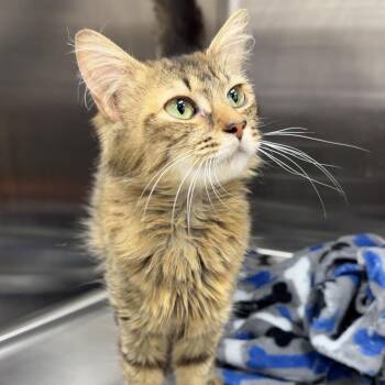 Porcha -  Domestic Long Hair Cat for Adoption in Charlotte, North Carolina - Porcha | PetCurious