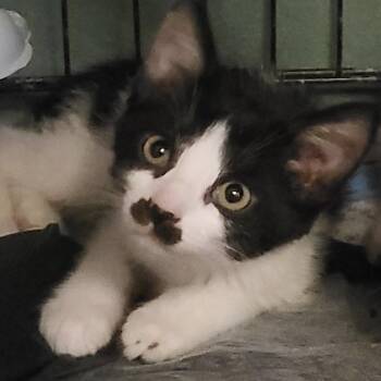 Misty -  Domestic Short Hair Cat for Adoption in Long Beach, California - Misty | PetCurious