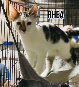 RHEA -  Domestic Short Hair Cat for Adoption - RHEA | PetCurious