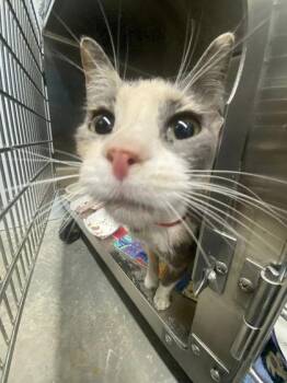 Trax -  Domestic Short Hair Cat for Adoption in Hobart, Indiana - Trax | PetCurious