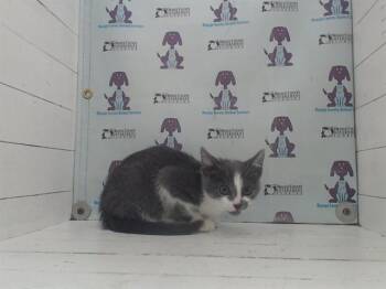 Domestic Medium Hair Cats Available for Adoption in Orlando, Florida - PEPPER JACK | PetCurious