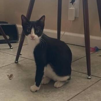 Penguin -  Domestic Short Hair Cat for Adoption in Orangevale, California - Penguin | PetCurious