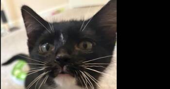 Lennox -  Domestic Short Hair Cat for Adoption in Virginia Beach, Virginia - Lennox | PetCurious