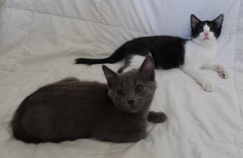 Rescue Domestic Short Hair Cats for Adoption in Louisville, Kentucky - Nora & Beans | PetCurious