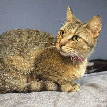Domestic Short Hair Cats Available for Adoption in Lakeland, Florida - Bellini | PetCurious