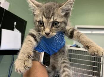 MICKEY -  Domestic Medium Hair and Domestic Short Hair Cat Available for Adoption in Grand Prairie, Texas - MICKEY | PetCurious