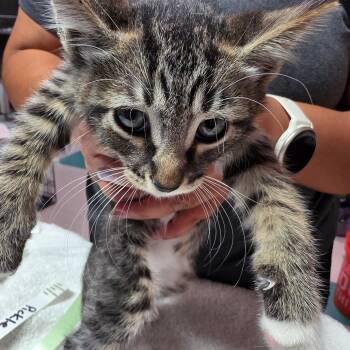 Pickle -  Domestic Short Hair Cat for Adoption in Leander, Texas - Pickle | PetCurious