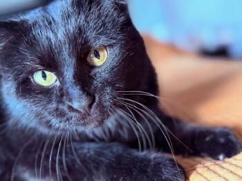 Ozzy -  Domestic Short Hair Cat for Adoption in Omaha, Nebraska - Ozzy | PetCurious