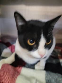 Rescue Domestic Short Hair Cats for Adoption in Pahrump, Nevada - Grace | PetCurious