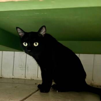 Rescue Domestic Short Hair Cats for Adoption in Hilton Head Island, South Carolina - Luna | PetCurious