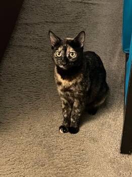 Niosa -  Domestic Short Hair Cat for Adoption in San Antonio, Texas - Niosa | PetCurious