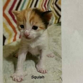 Squish -  Domestic Short Hair Cat Available for Adoption in Bentonville, Arkansas - Squish | PetCurious