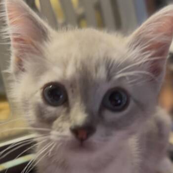 Alvin -  Domestic Short Hair Cat for Adoption in Midland, Texas - Alvin | PetCurious