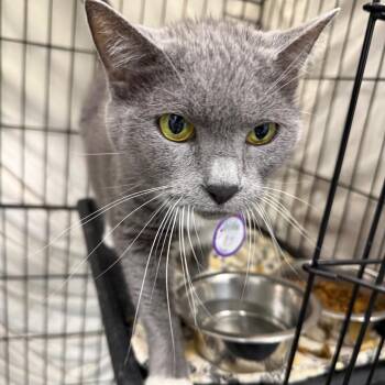Bootsie -  Domestic Short Hair Cat for Adoption in Normal, Illinois - Bootsie | PetCurious