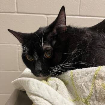 Sammy -  Domestic Short Hair Cat for Adoption in Bristol, Indiana - Sammy | PetCurious
