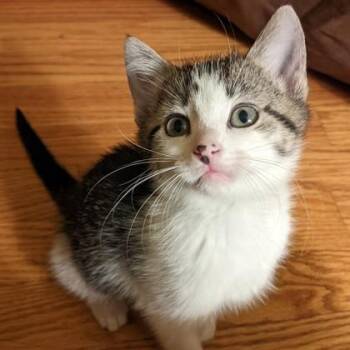 Strawberry Shortcake -  Domestic Short Hair Cat for Adoption in Wheaton, Illinois - Strawberry Shortcake | PetCurious