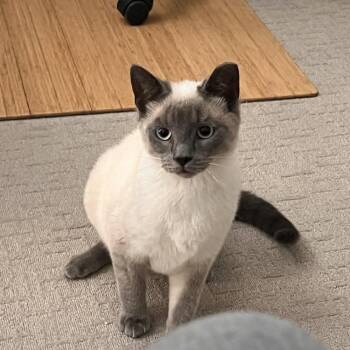 Siamese and Domestic Short Hair Cats Available for Adoption in Candler, North Carolina - Whopper Jr. | PetCurious
