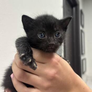 Jordan -  Domestic Short Hair Cat for Adoption in Tampa, Florida - Jordan | PetCurious