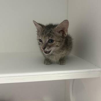 Palace -  Domestic Short Hair Cat for Adoption in Greensboro, North Carolina - Palace | PetCurious
