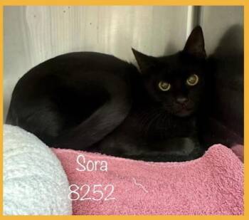 Sora (pent3) -  Domestic Short Hair Cat for Adoption in Marietta, Georgia - Sora (pent3) | PetCurious