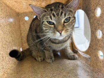 Bonnie -  Domestic Short Hair Cat for Adoption in Raleigh, North Carolina - Bonnie | PetCurious