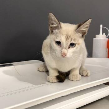 Whiskey Cake -  Siamese Cat for Adoption in Livingston, Texas - Whiskey Cake | PetCurious