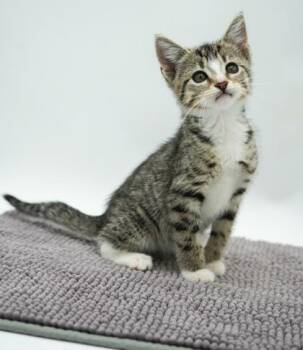 Rick James -  Domestic Short Hair Cat for Adoption in Bowling Green, Kentucky - Rick James | PetCurious