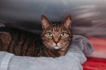 94388a Sweet Tea -  Domestic Short Hair Cat for Adoption in North Charleston, South Carolina - 94388a Sweet Tea | PetCurious