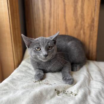 Pegasus--In Foster -  Domestic Short Hair Cat for Adoption in Fargo, North Dakota - Pegasus--In Foster | PetCurious