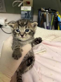ENZO -  Domestic Short Hair Cat for Adoption in Jacksonville, Florida - ENZO | PetCurious