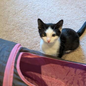 Jellyfish -  Domestic Short Hair Cat for Adoption in Jarrettsville, Maryland - Jellyfish | PetCurious