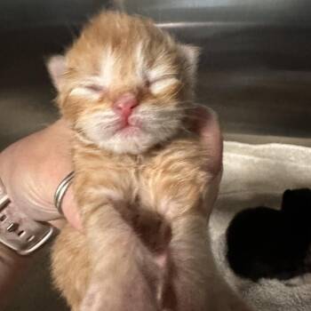 Lime #4 -  Domestic Short Hair Cat for Adoption in Enfield, New Hampshire - Lime #4 | PetCurious