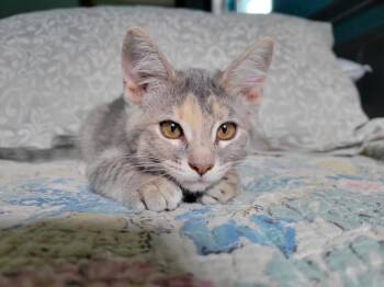 Virginia -  Calico Cat for Adoption in Miami, Oklahoma - Virginia | PetCurious