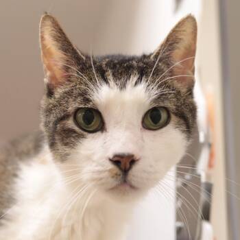 Domestic Short Hair Cats Available for Adoption in Philadelphia, Pennsylvania - Teddy | PetCurious