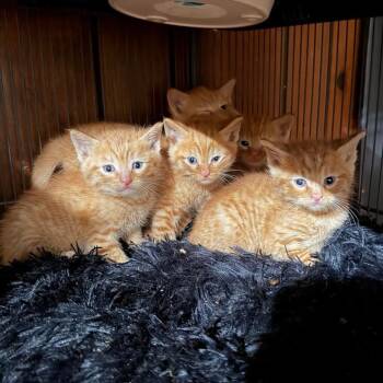 Mango Moxie (bonded with Simba) -  Domestic Short Hair Cat for Adoption in Madison, Wisconsin - Mango Moxie (bonded With Simba) | PetCurious