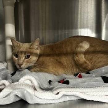 Mr. Red -  Domestic Short Hair Cat for Adoption in San Gabriel, California - Mr. Red | PetCurious