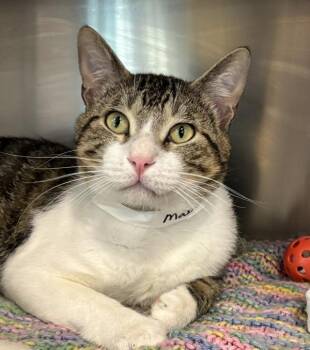 Domestic Short Hair Cats Available for Adoption in Golden, Colorado - Maxie | PetCurious