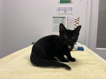 Melanie Please Leave That Loser Alone -  Domestic Short Hair Cat for Adoption in Kansas City, Missouri - Melanie Please Leave That Loser Alone | PetCurious