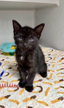 -Binks -  Domestic Short Hair Cat for Adoption in Red Bluff, California - -Binks | PetCurious